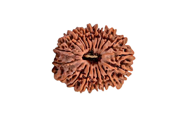 20 Mukhi Rudraksha (Nepali)