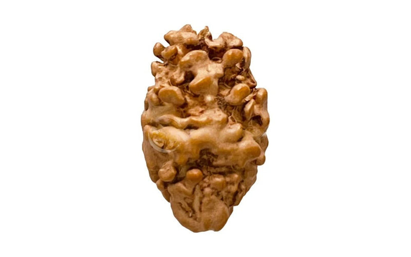2 Mukhi Rudraksha (Nepali)