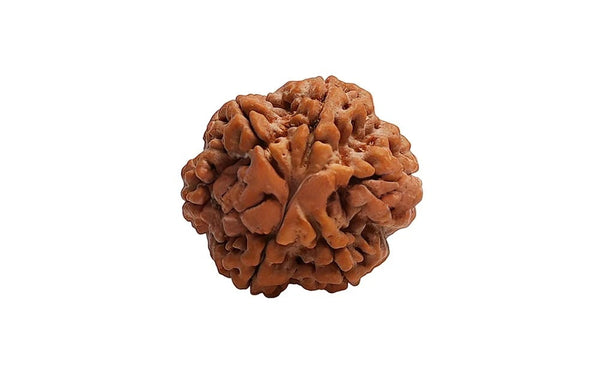 6 Mukhi Rudraksha (Nepali)