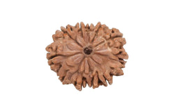 11 Mukhi Rudraksha (Nepali)