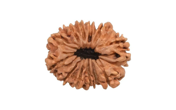12 Mukhi Rudraksha (Nepali)