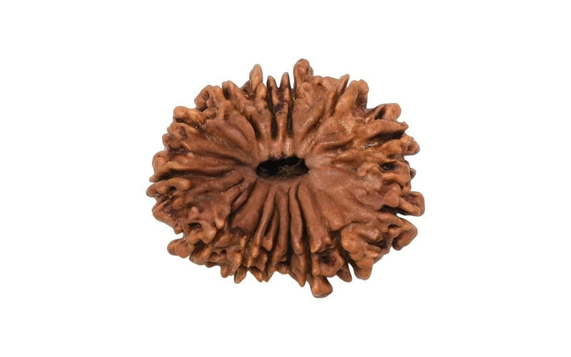 14 Mukhi Rudraksha (Nepali)