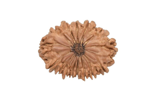 15 Mukhi Rudraksha (Nepali)