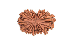 19 Mukhi Rudraksha (Nepali)