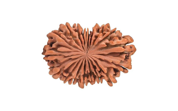 19 Mukhi Rudraksha (Nepali)