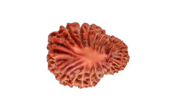 22 Mukhi Rudraksha (Nepali)