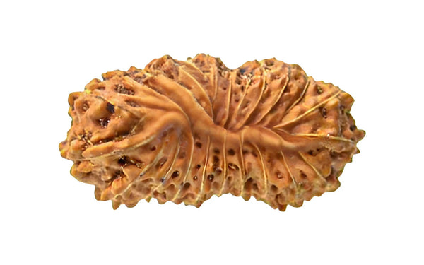 23 Mukhi Rudraksha (Nepali)