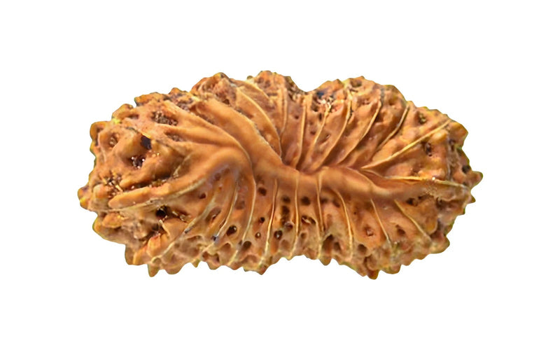 23 Mukhi Rudraksha (Nepali)