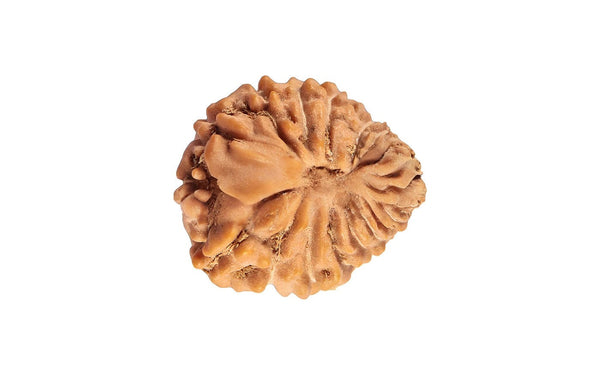24 Mukhi Rudraksha (Nepali)