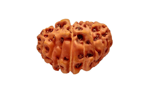 25 Mukhi Rudraksha (Nepali)