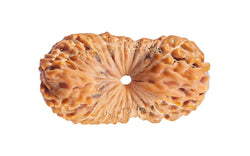 26 Mukhi Rudraksha (Nepali)