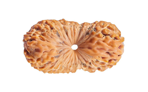26 Mukhi Rudraksha (Nepali)