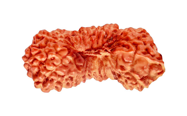 27 Mukhi Rudraksha (Nepali)