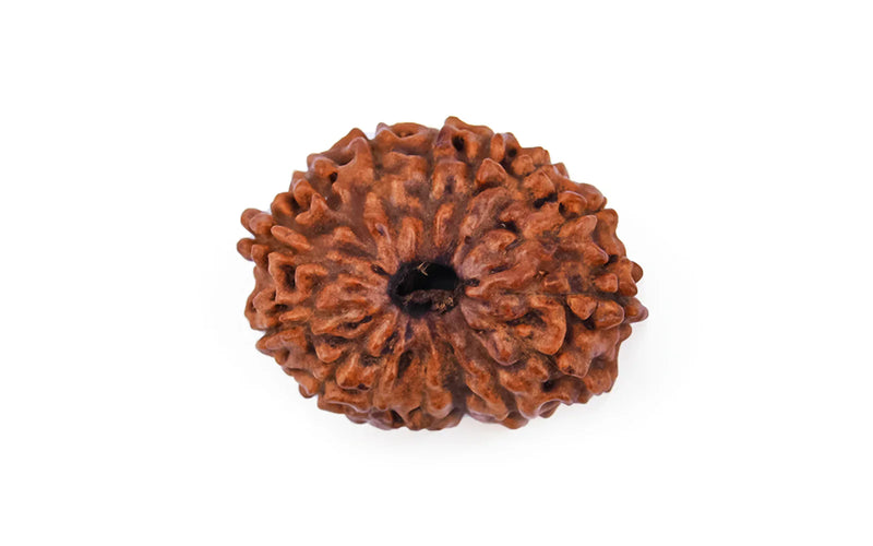18 Mukhi Rudraksha - Rare Find