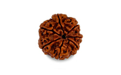 7 Mukhi Rudraksha (Nepali)