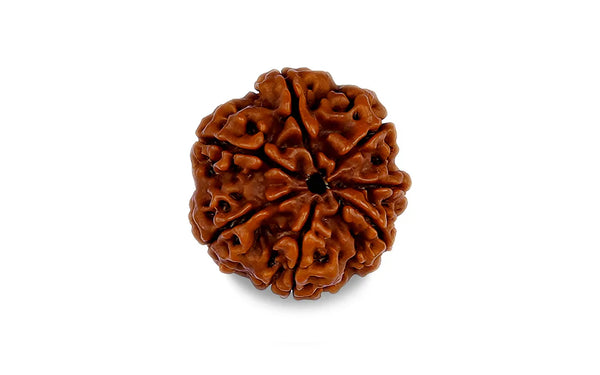 7 Mukhi Rudraksha (Nepali)