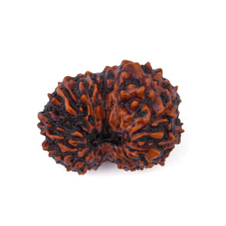 17 Mukhi Natural Rudraksha (Indo)