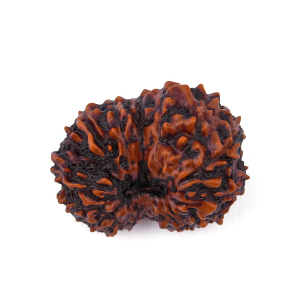17 Mukhi Natural Rudraksha (Indo)